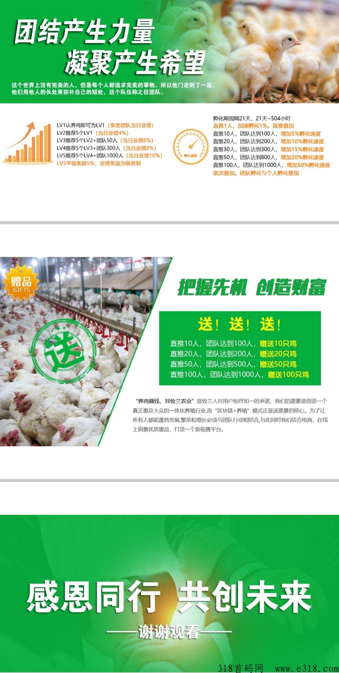 牧兰农业首码，养鸡赚米