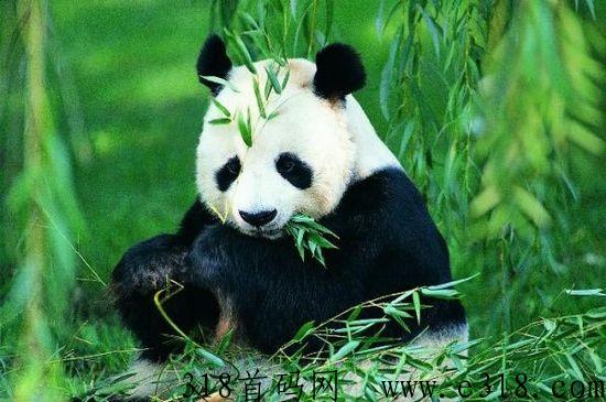 绿色公益熊猫，每日签到，自带市场，卷轴模式